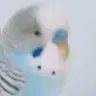 pashaa