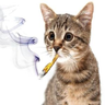 0x1
