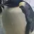sir_adaninsan