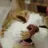 Cat Lon