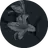 bug