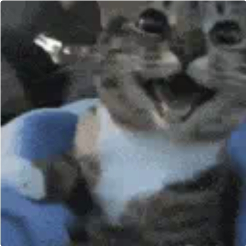 Screenshot_20260613_220407_TikTok.webp